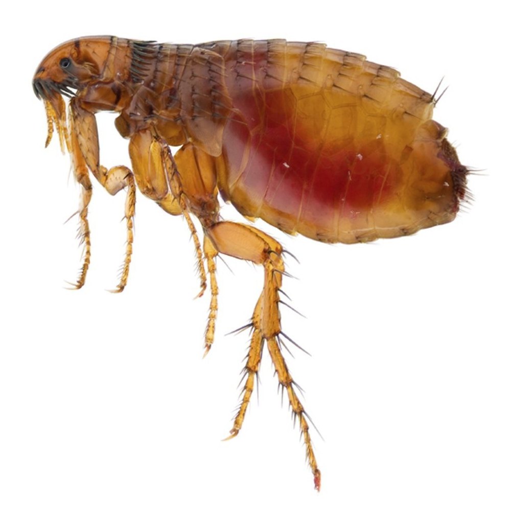 The Top 5 Signs That You Have a Flea Infestation
