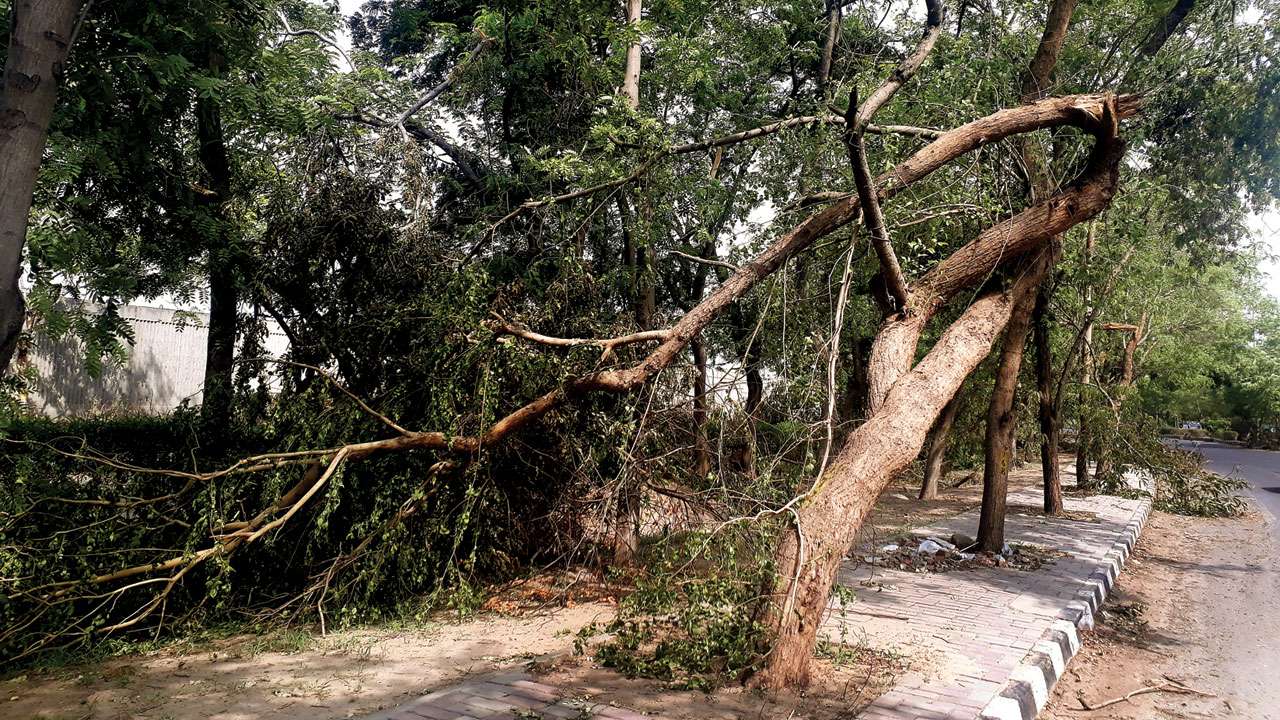 Clarifying Responsibility for Fallen Tree Removal in Florida: A Thorough Guide